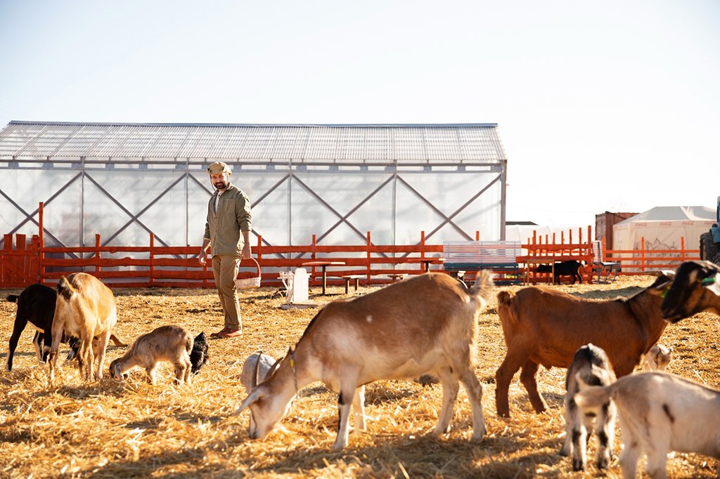 UTTAM GOAT FARMING & TRAINING IN MATHURA, BAKRI PALAN TRAINING, Uttam GOAT TRAINING FARAH, GOAT TRANINING IN MATHURA, GOAT FARMING IN MATHURA , GOAT TRAINING IN CIRG , GOAT FARMING IN FARAH , GOAT FARM IN MATHURA UTTAR PRADESH