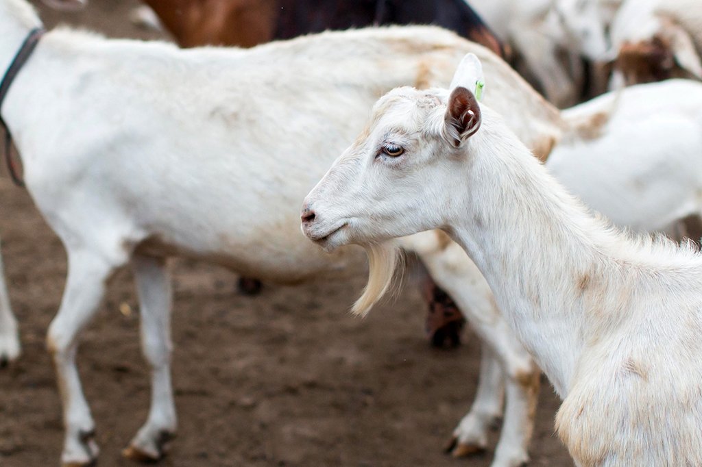 UTTAM GOAT FARMING & TRAINING IN MATHURA, BAKRI PALAN TRAINING, Uttam GOAT TRAINING FARAH, GOAT TRANINING IN MATHURA, GOAT FARMING IN MATHURA , GOAT TRAINING IN CIRG , GOAT FARMING IN FARAH , GOAT FARM IN MATHURA UTTAR PRADESH