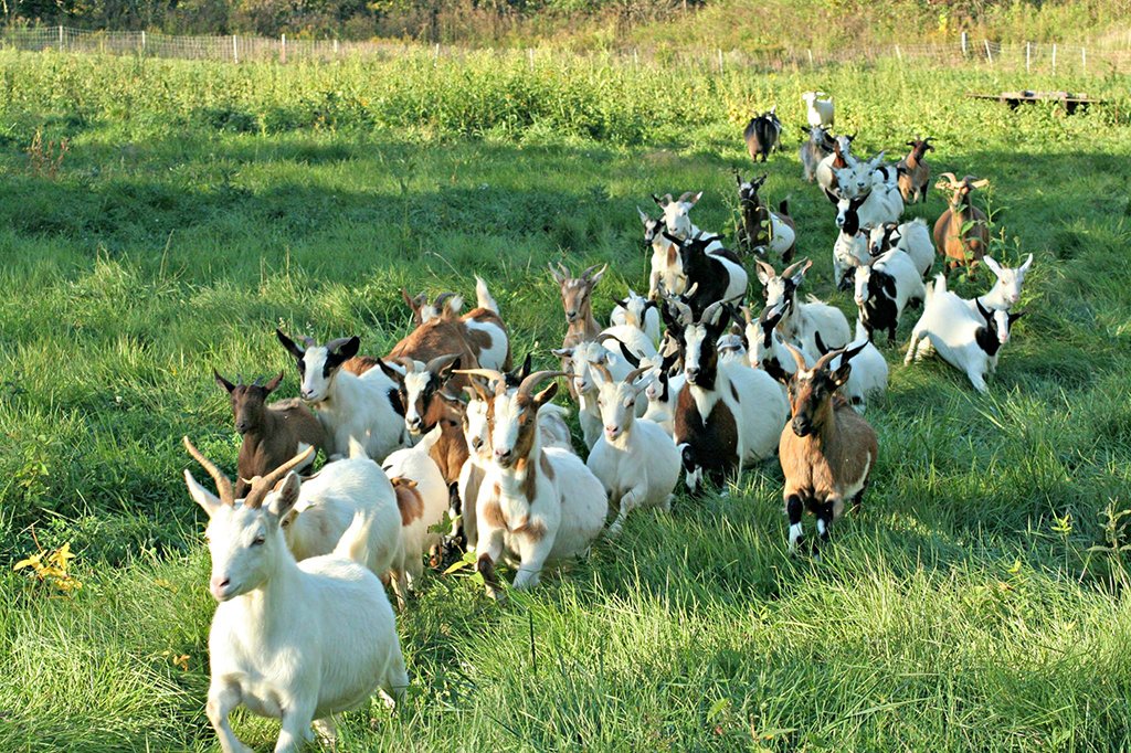 UTTAM GOAT FARMING & TRAINING IN MATHURA, BAKRI PALAN TRAINING, Uttam GOAT TRAINING FARAH, GOAT TRANINING IN MATHURA, GOAT FARMING IN MATHURA , GOAT TRAINING IN CIRG , GOAT FARMING IN FARAH , GOAT FARM IN MATHURA UTTAR PRADESH