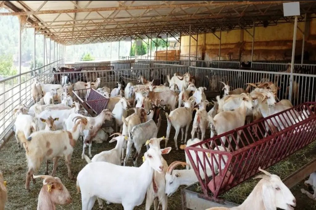 UTTAM GOAT FARMING & TRAINING IN MATHURA, BAKRI PALAN TRAINING, Uttam GOAT TRAINING FARAH, GOAT TRANINING IN MATHURA, GOAT FARMING IN MATHURA , GOAT TRAINING IN CIRG , GOAT FARMING IN FARAH , GOAT FARM IN MATHURA UTTAR PRADESH